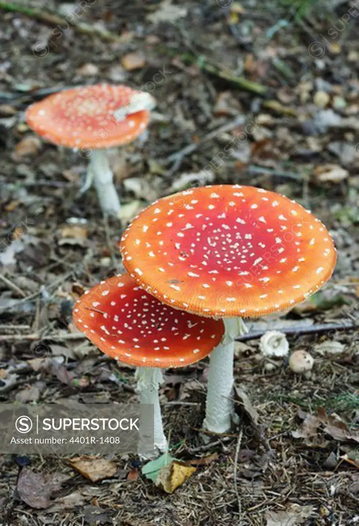 Fly agaric in the forest, Sweden.