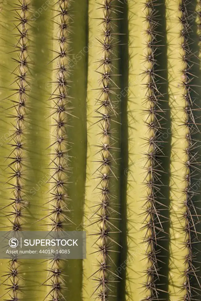 Thorns of cactus