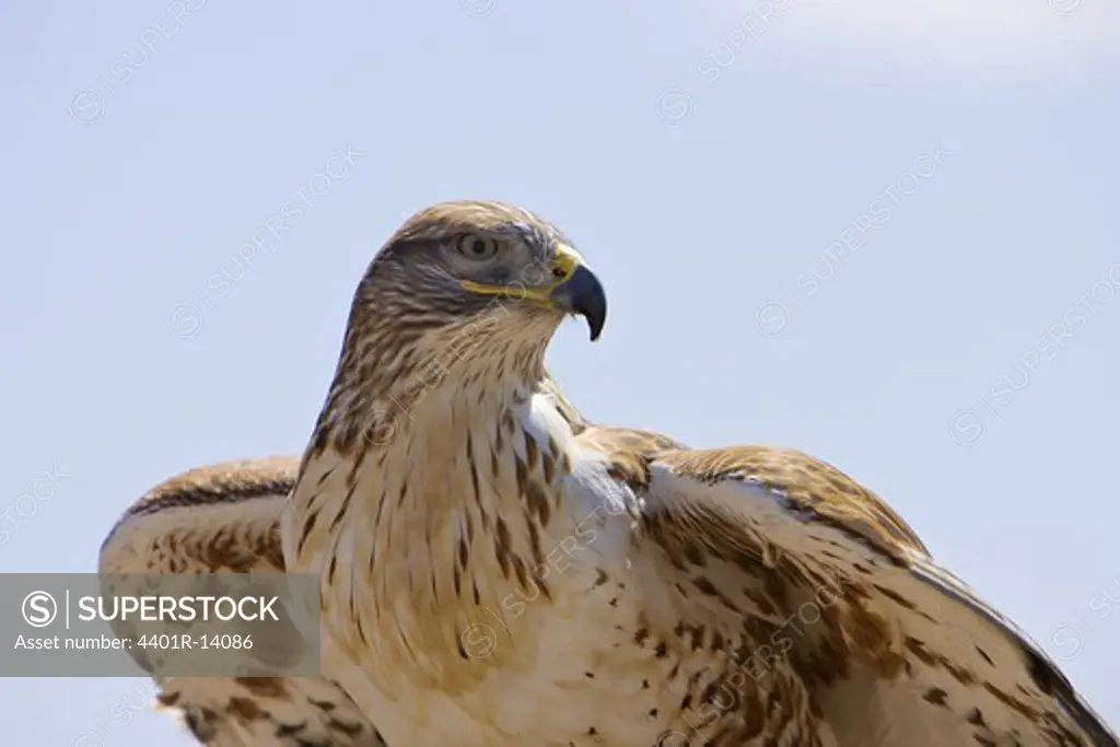 Eagle against sky
