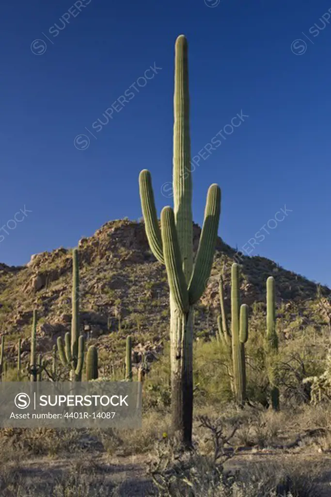 Family of cactus