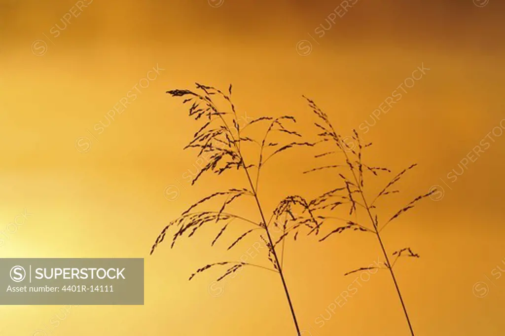 Reed against sky at dawn