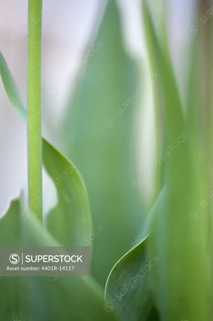 Close-up of tulip leaves