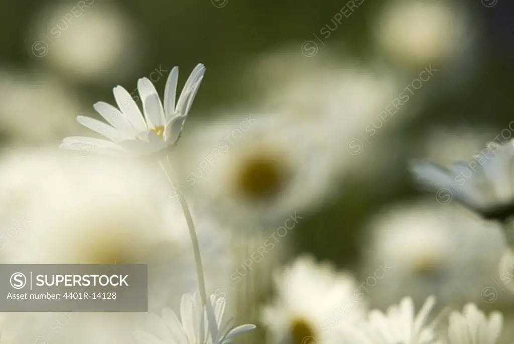 Close up of ox-eye daisy