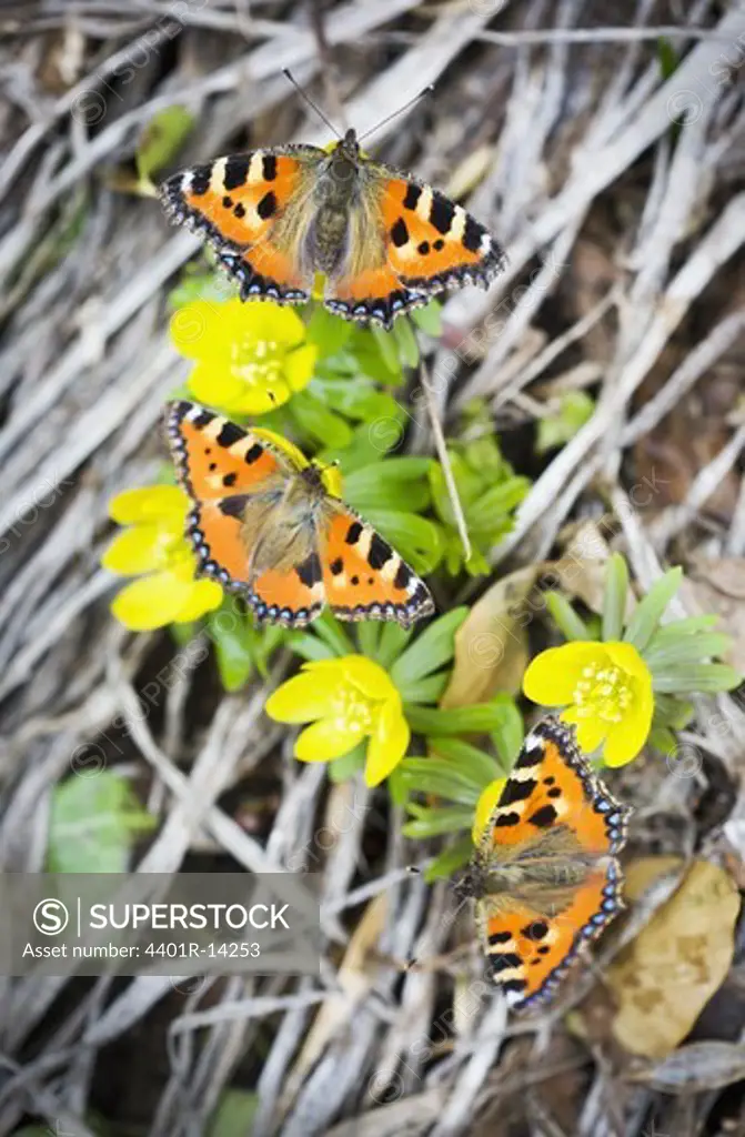 Small tortoiseshell butterflies on Winter Aconite
