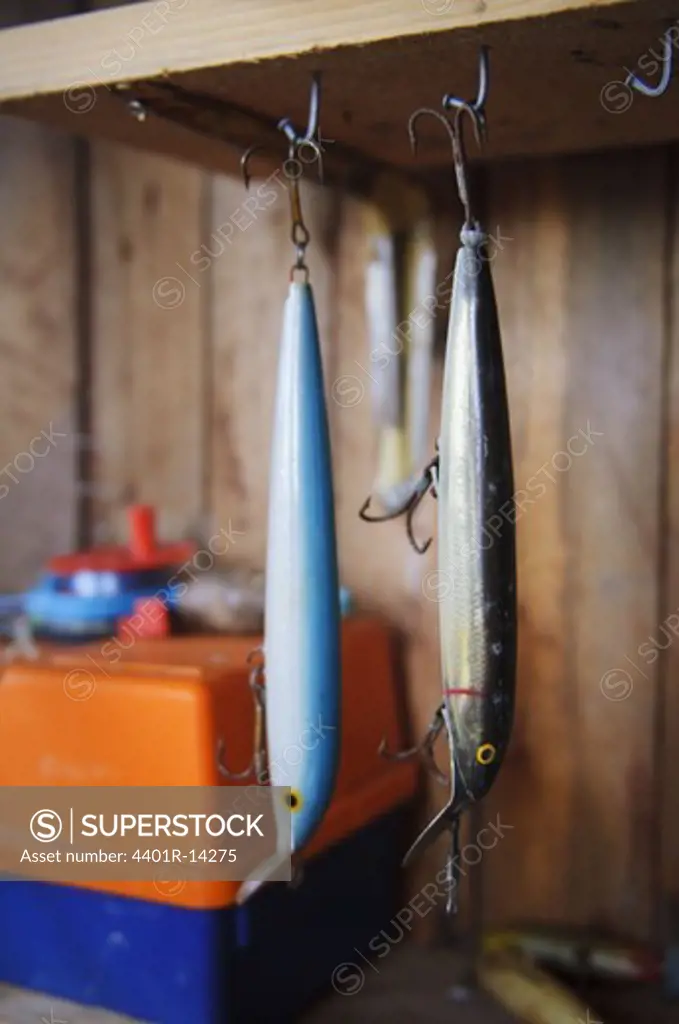 Two fishes hanging from hook
