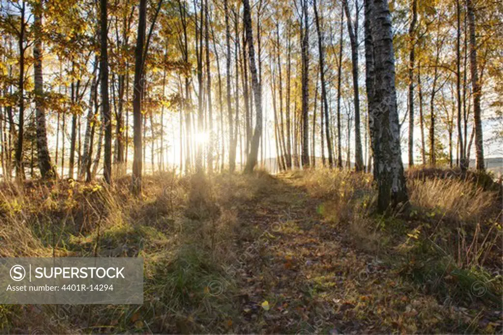 Autumn forest in golden sunshine