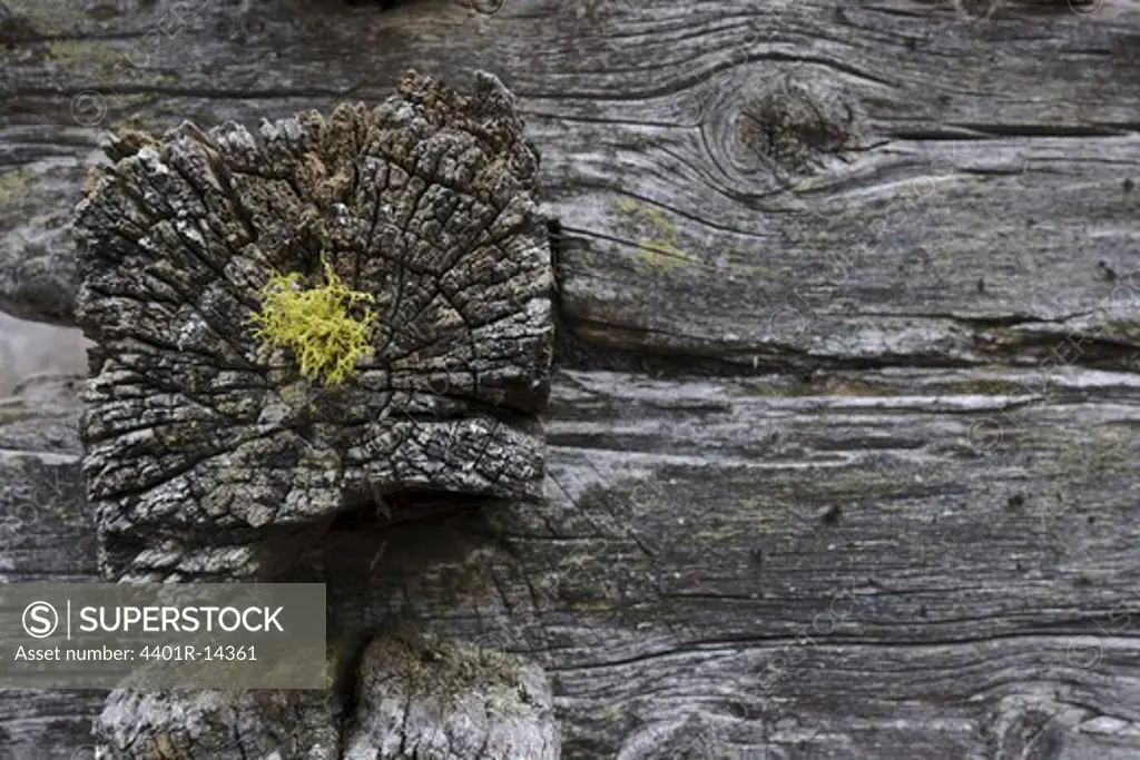 Detail of planks with lichen