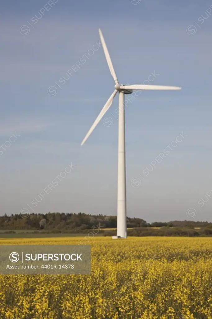 Wind turbine in oilseed rape field