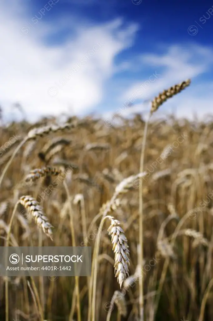 Field of corn, Sweden.