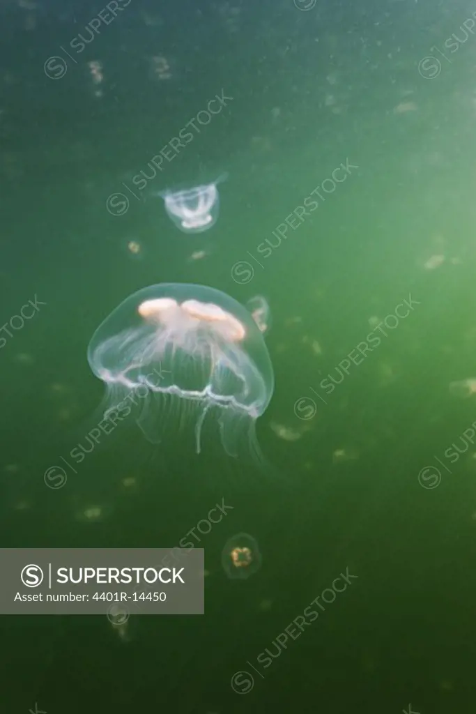 Jellyfish in green waters