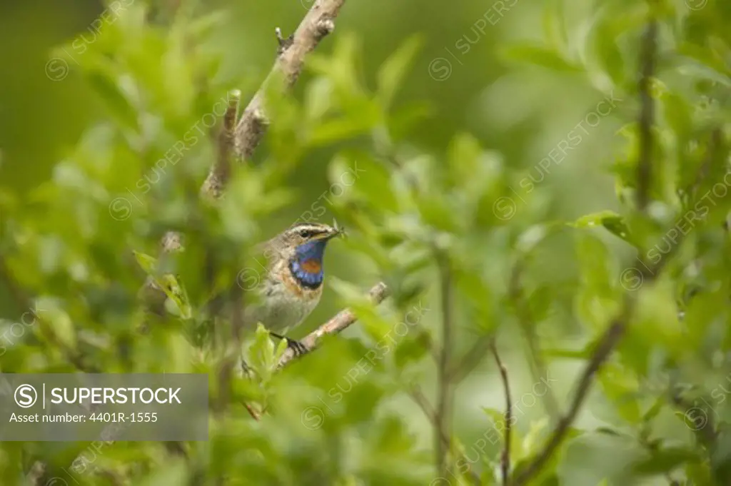 A bluethroat with catch, Norway.