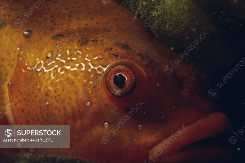 Fish, close-up