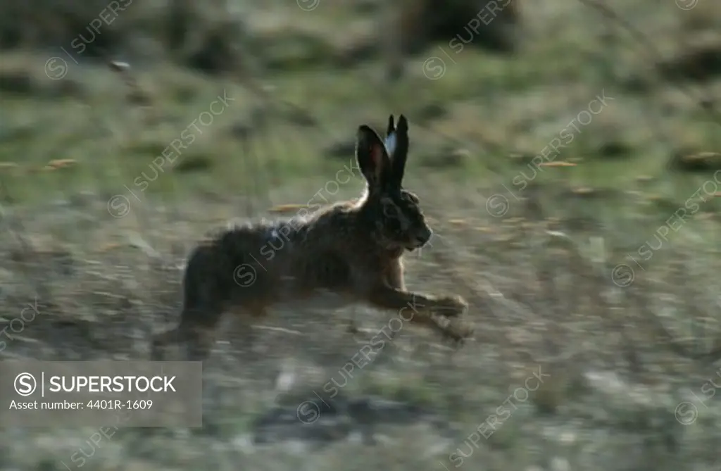 Rabbit running in forest