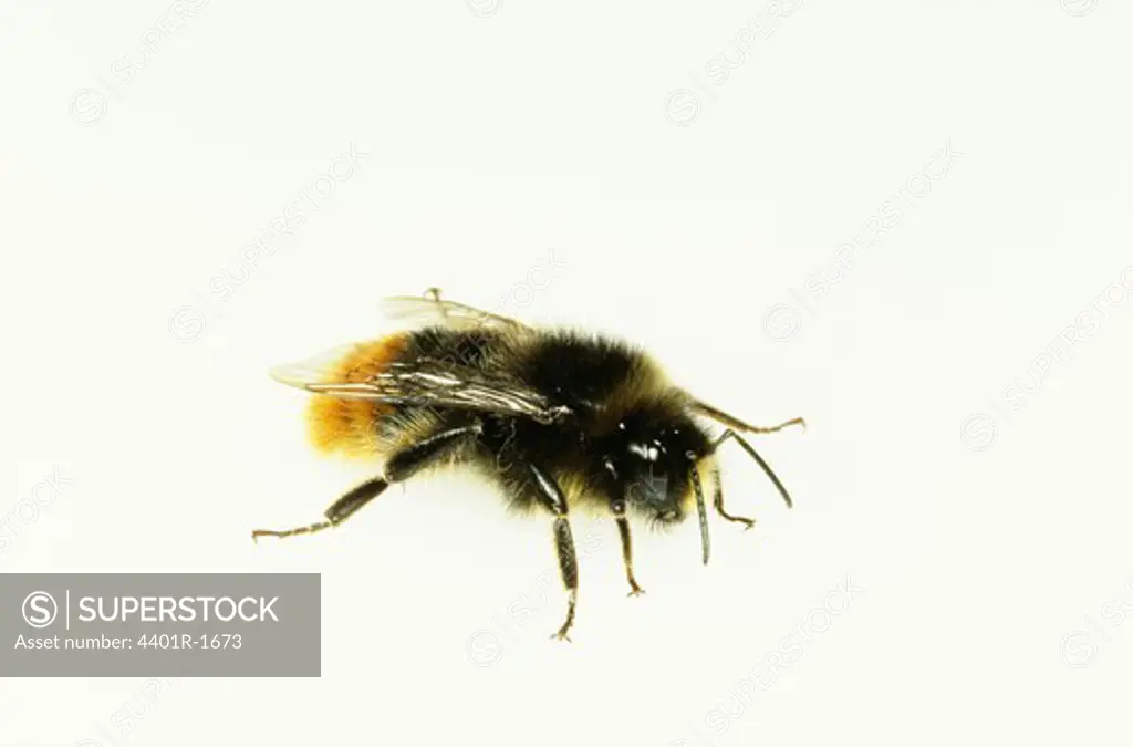 Honey bee, close-up