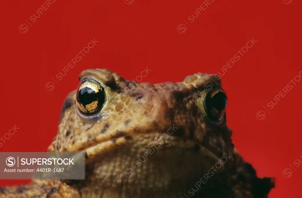 Frog against red background