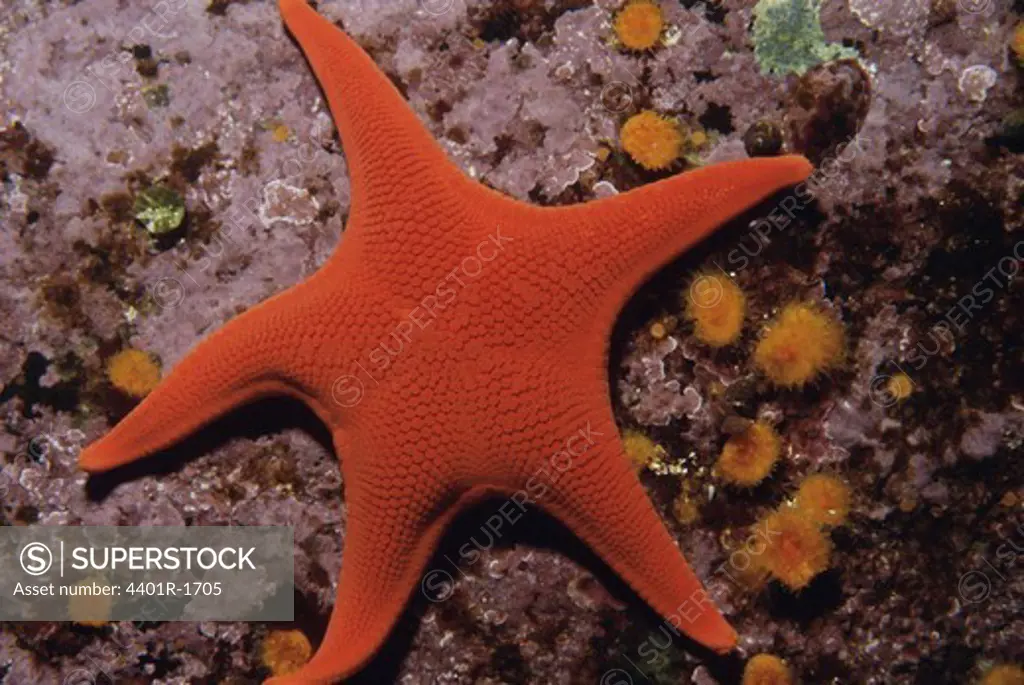 Star fish lying on sea bed