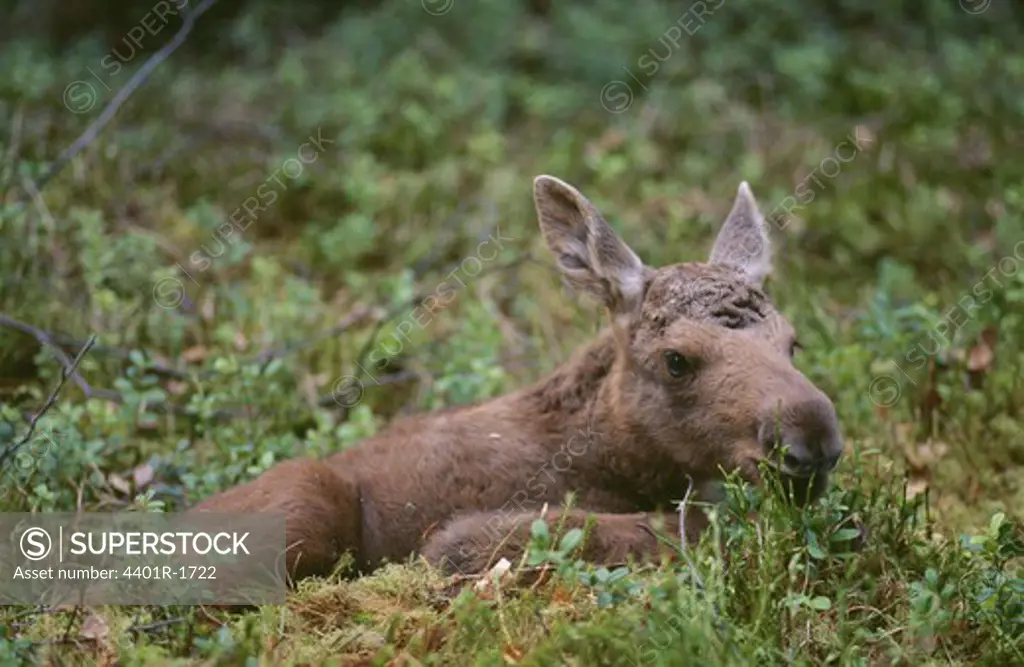 Moose lying on grass