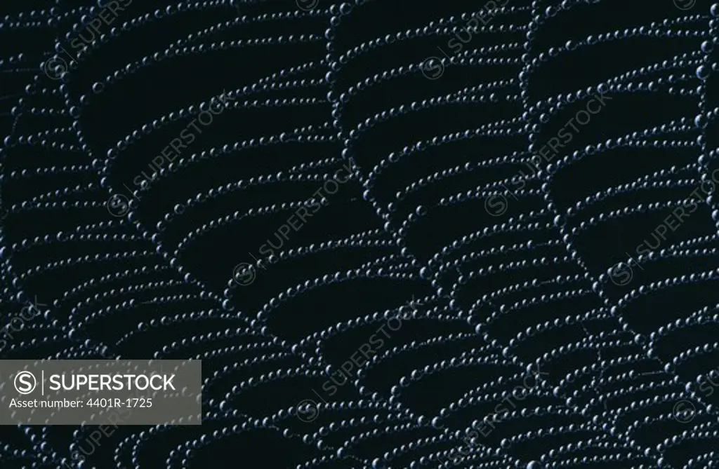Water droplETS on cobweb, close-up