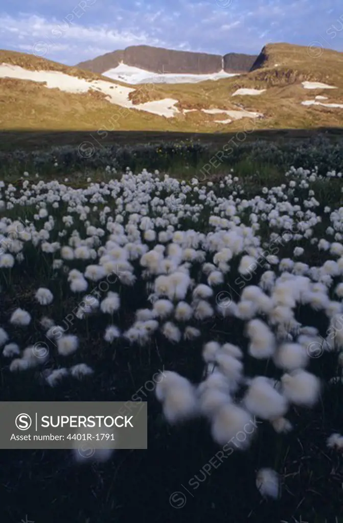 White flowers with mountain in background