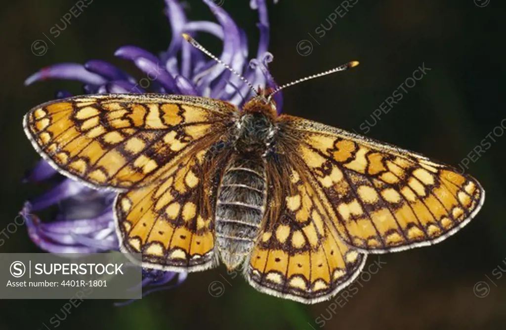 Butterfly on flower, close-up