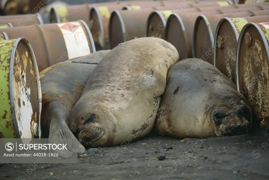 Seals lying by containers