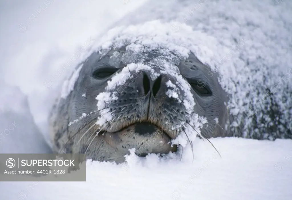 Seal covered with snow