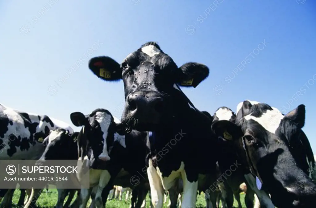 Cattle against sky, low angle view