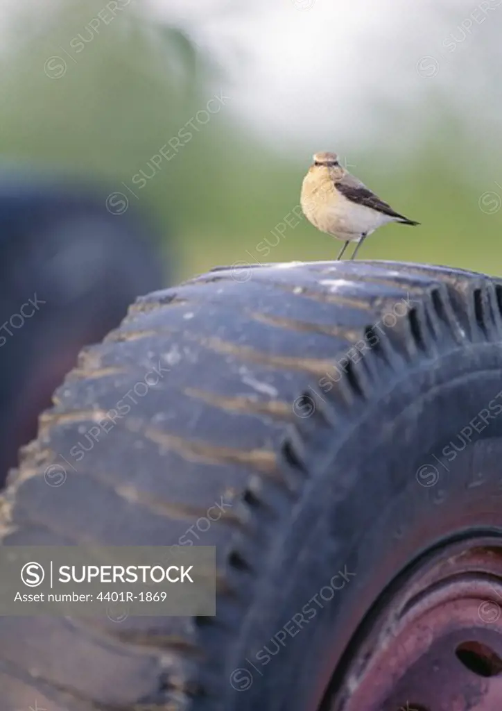 Sparrow perched on tyre