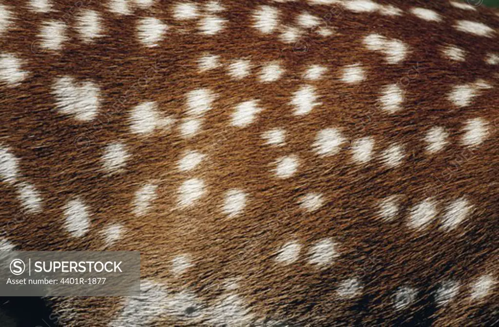 Spotted deer, close-up