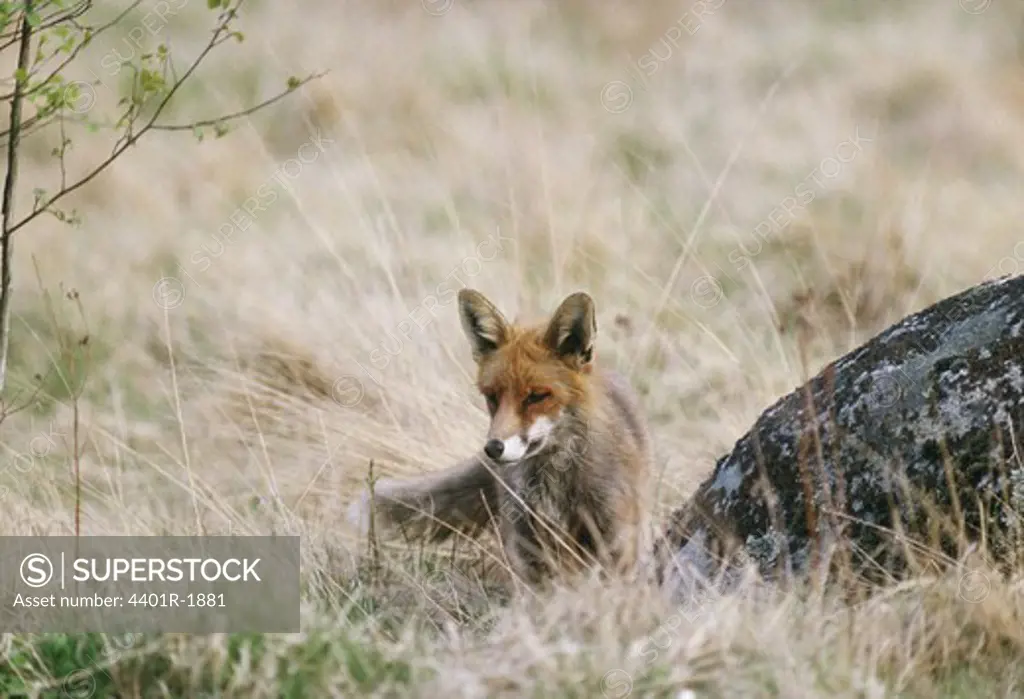 A red fox.