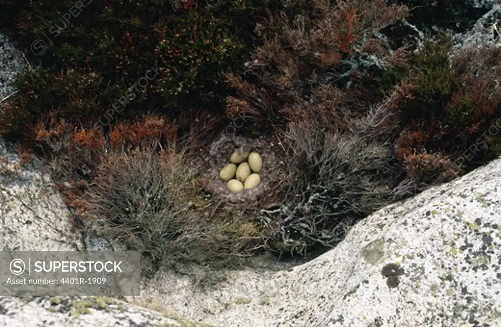 Eggs in nest, elevated view