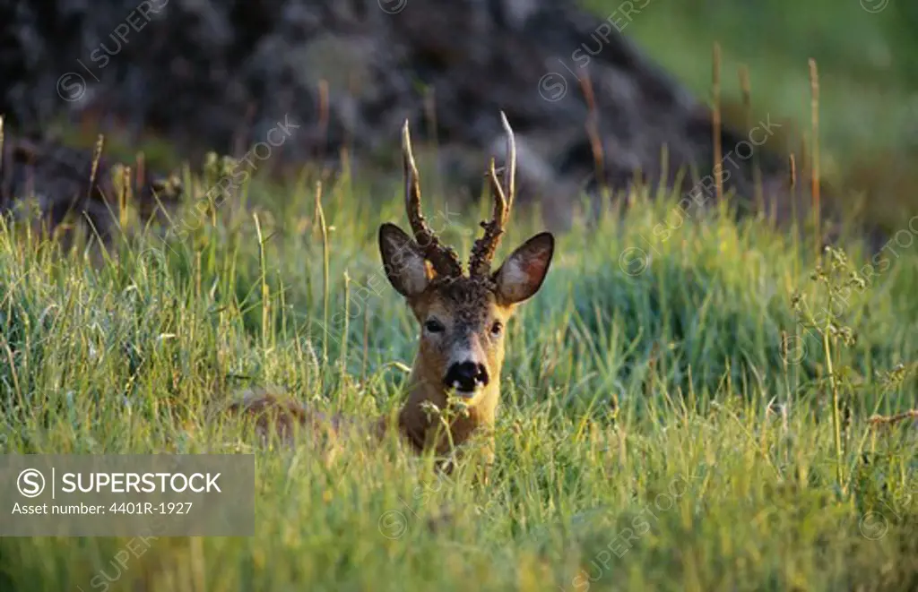Deer in grassland