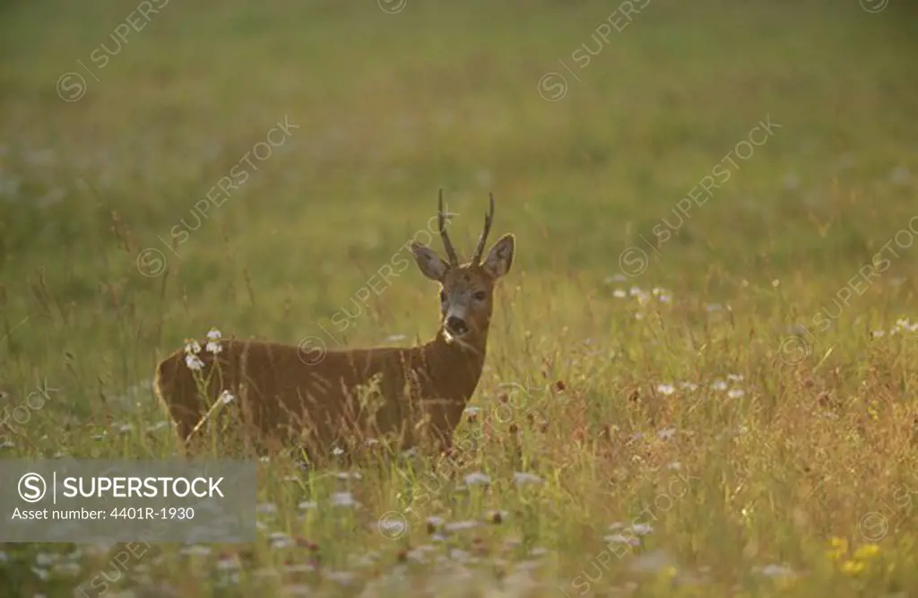 Deer standing in grassland