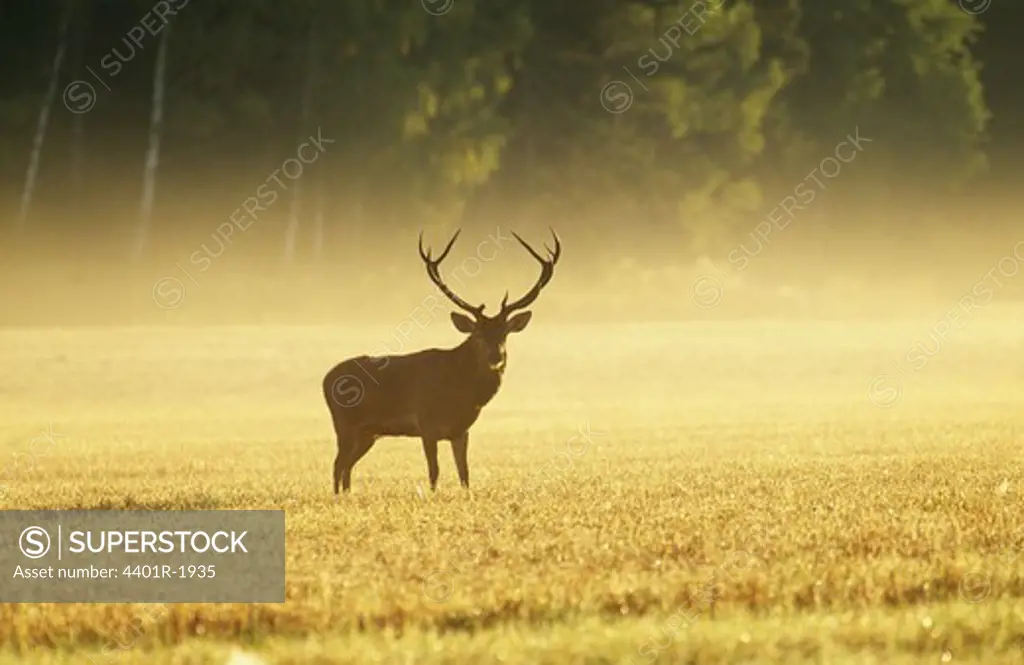 Stag standing on grass