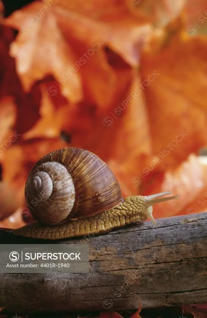 Snail on wood, close-up