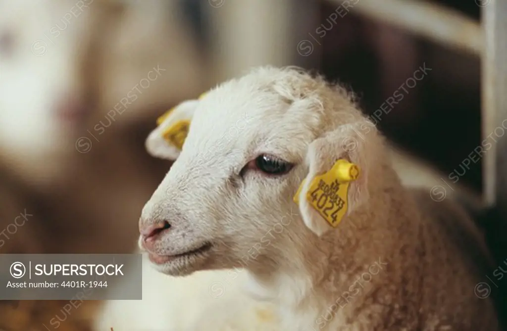 Sheep, close-up