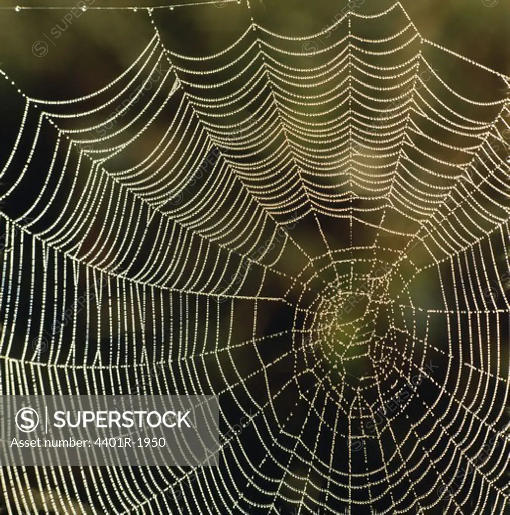 Dewdrops on cobweb, close-up