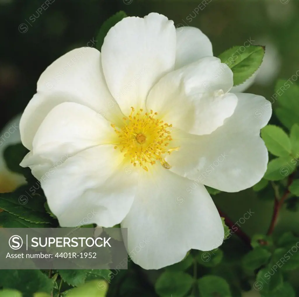 White flower, close-up