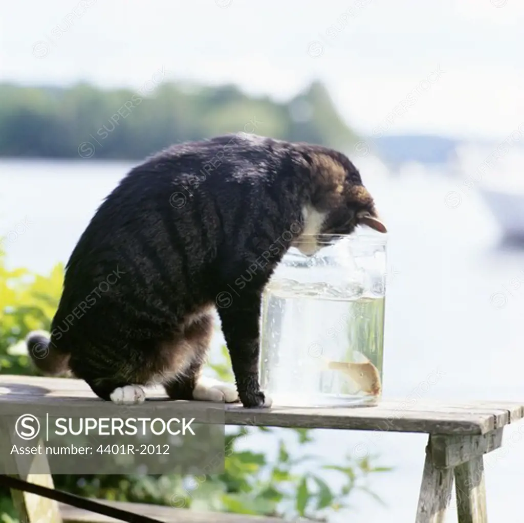 Cat looking at fish in jar
