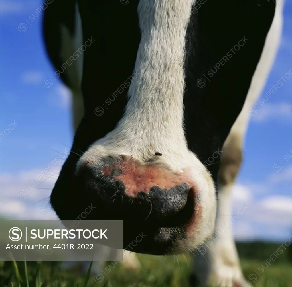 Cow, close-up