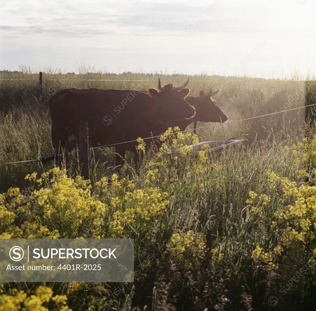 Cattle standing in field