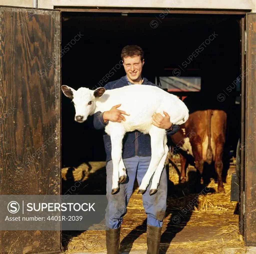 Mid adult man holding calf in barn