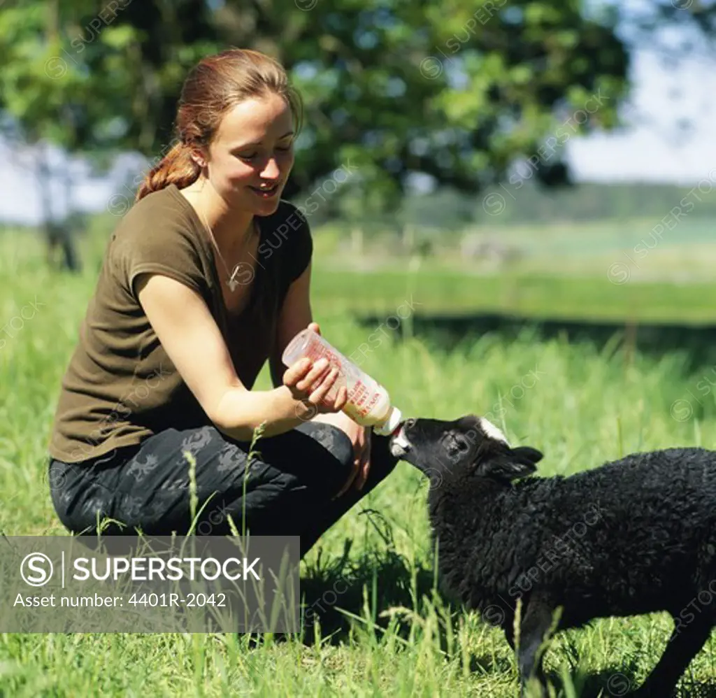 Young woman feeding lamb