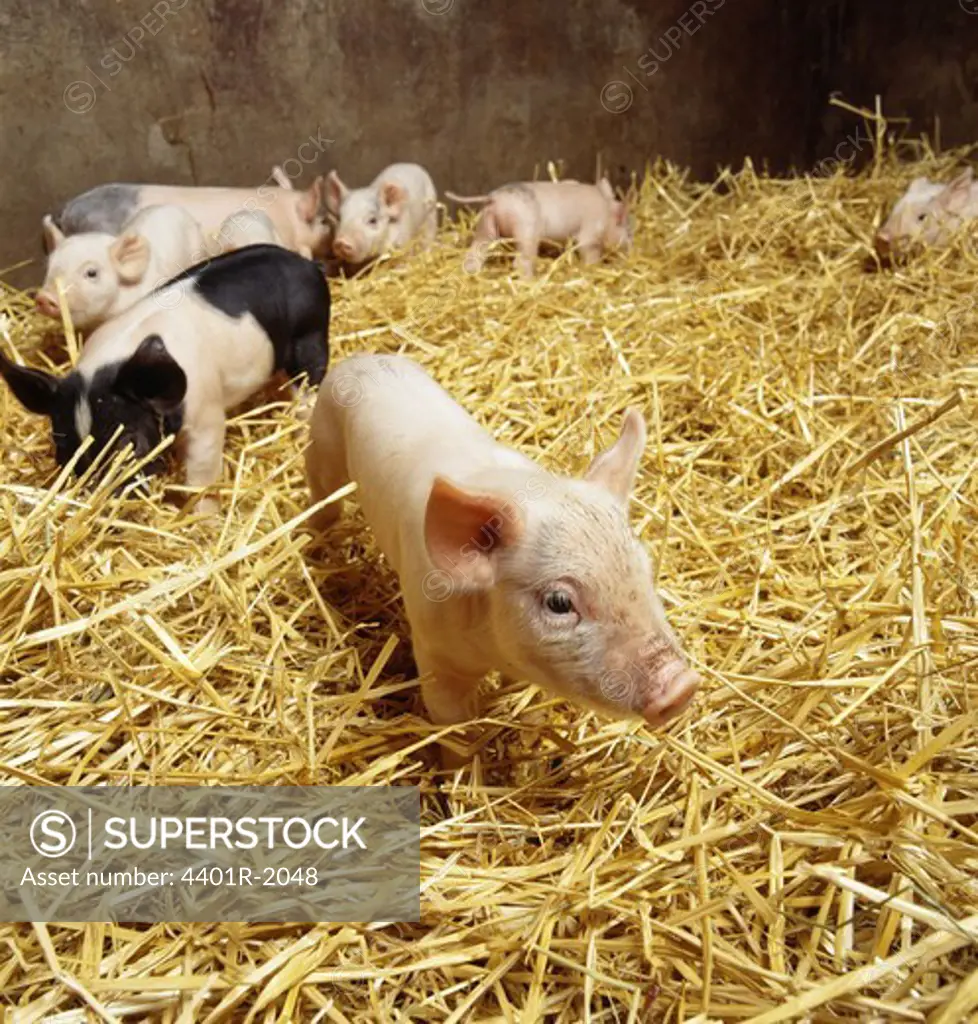 PiglETS in sty filled with hay