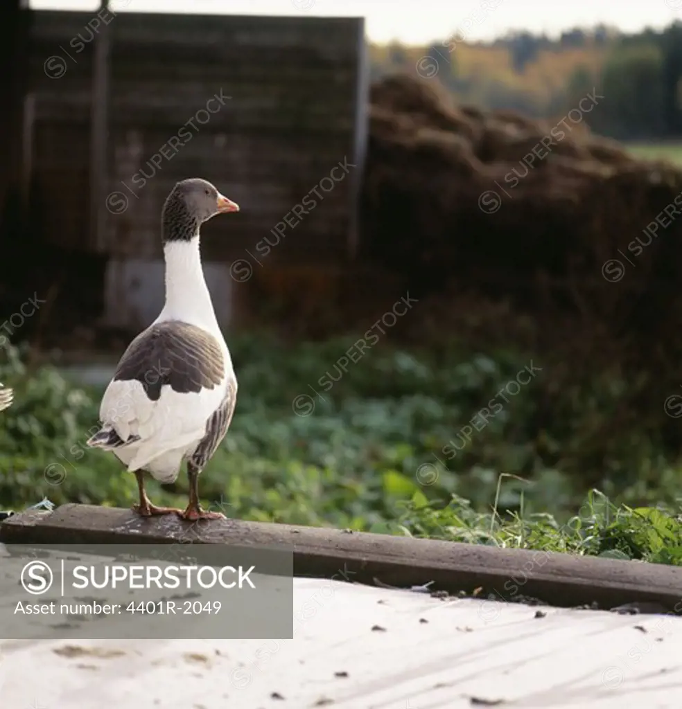 Duck standing on wood