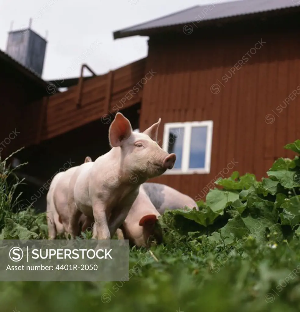PiglETS, low angle view