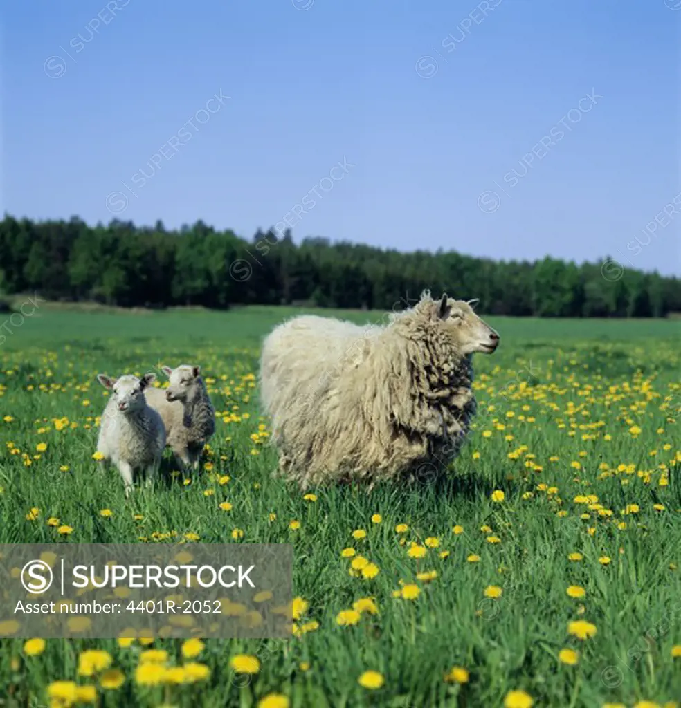 Sheep with lambs in field