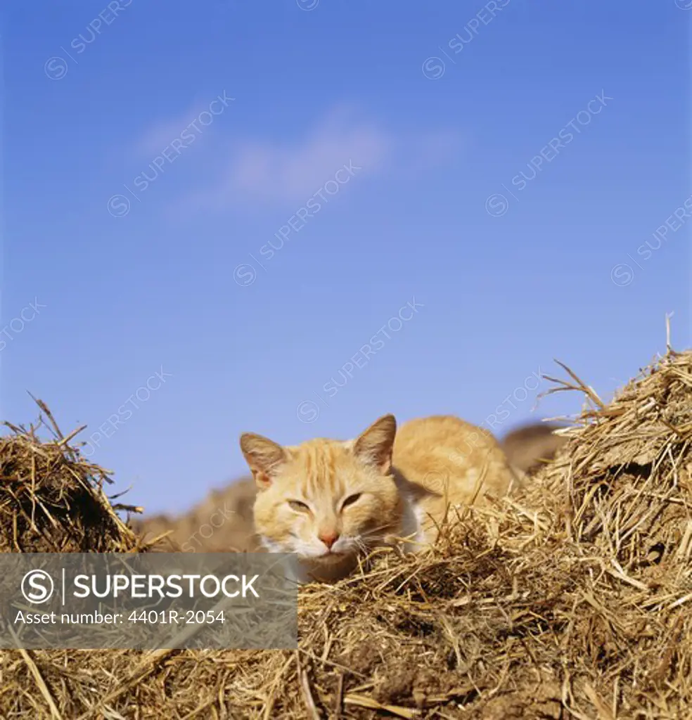 Cat sitting on hay