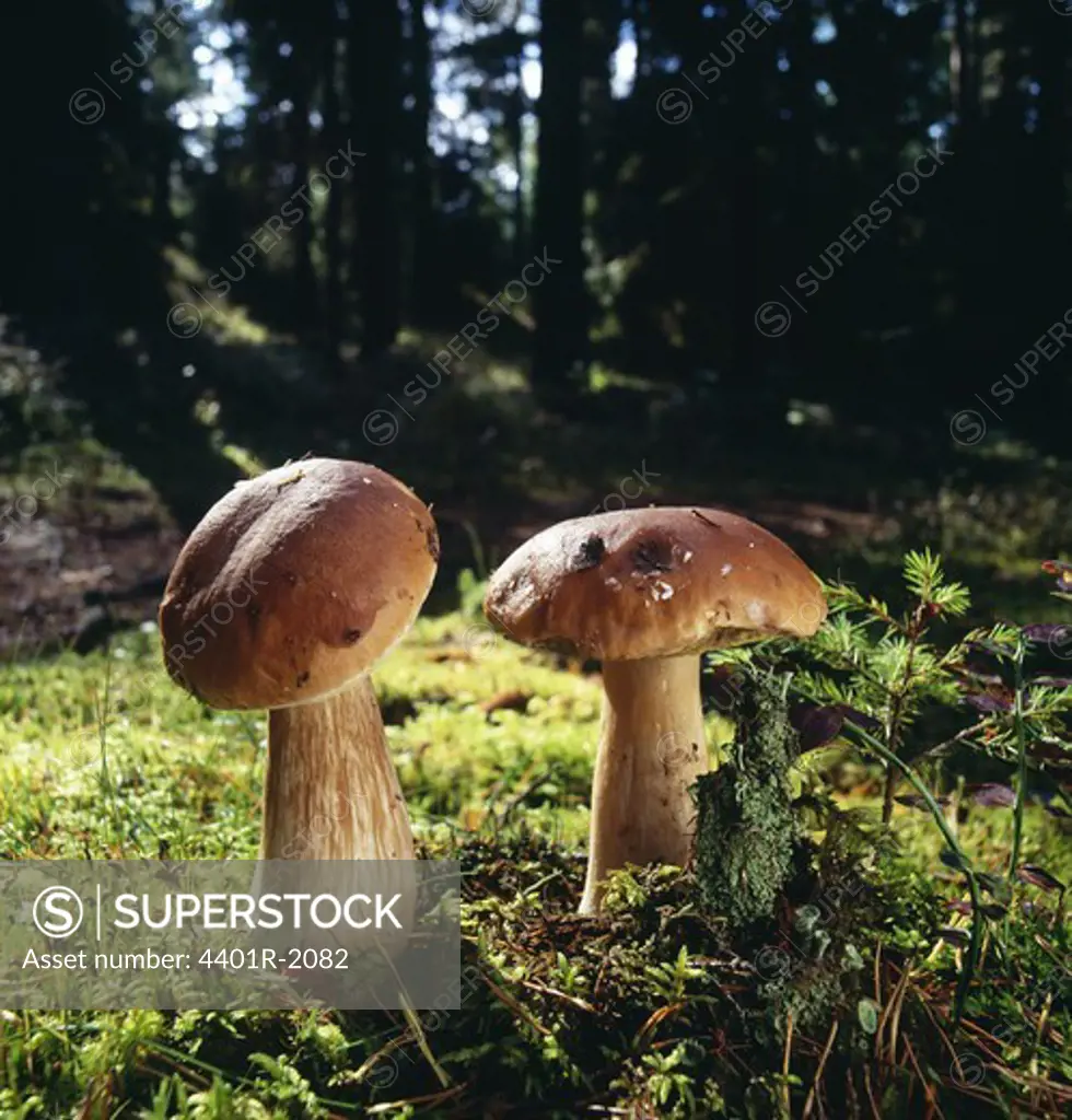 Mushrooms amidst grass with trees in background