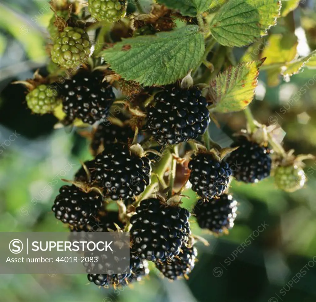 Bunch of blackberries, close-up